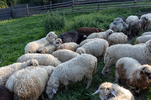 Herd Sheep Mountain Meadow Ukrainian Carpathians — Stockfoto