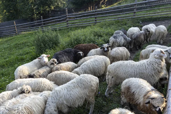 Ukrayna Karpatları 'nın dağlık çayırında koyun sürüsü
