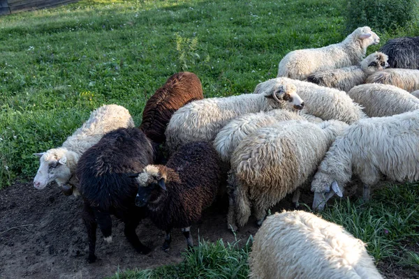 Ukrayna Karpatları 'nın dağlık çayırında koyun sürüsü