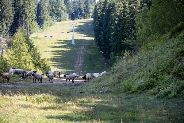 Ukrayna Karpatları 'nın dağlık çayırında koyun sürüsü