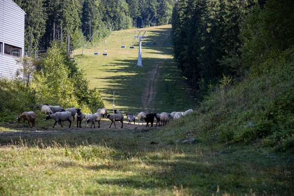 Ukrayna Karpatları 'nın dağlık çayırında koyun sürüsü