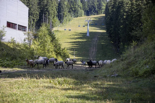 Ukrayna Karpatları 'nın dağlık çayırında koyun sürüsü