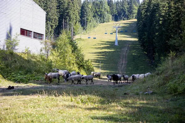 Ukrayna Karpatları 'nın dağlık çayırında koyun sürüsü