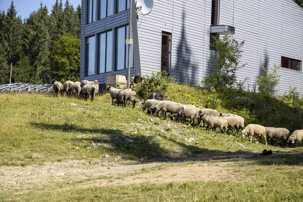 Herd Sheep Mountain Meadow Ukrainian Carpathians — Stockfoto