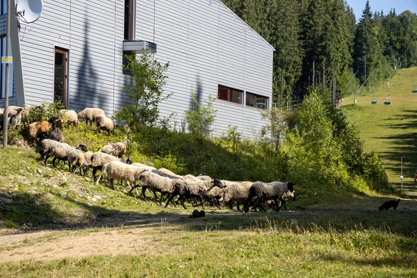 Ukrayna Karpatları 'nın dağlık çayırında koyun sürüsü