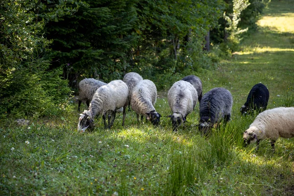 Ukrayna Karpatları 'nın dağlık çayırında koyun sürüsü