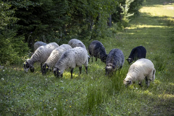 Herd Sheep Mountain Meadow Ukrainian Carpathians — Stock fotografie