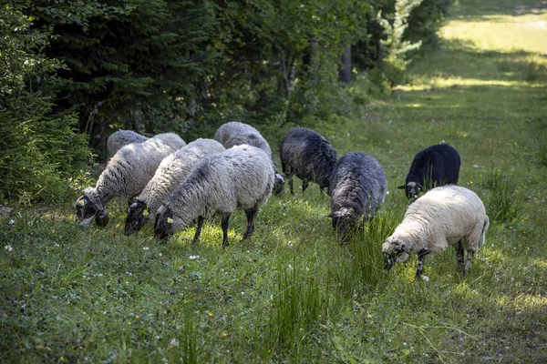 Herd Sheep Mountain Meadow Ukrainian Carpathians — Foto Stock