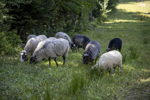 Ukrayna Karpatları 'nın dağlık çayırında koyun sürüsü