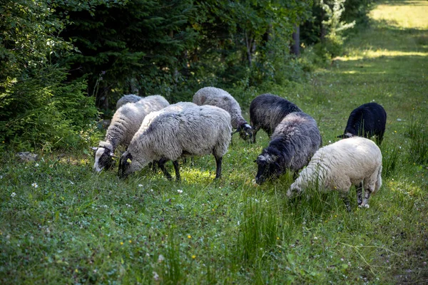 Ukrayna Karpatları 'nın dağlık çayırında koyun sürüsü
