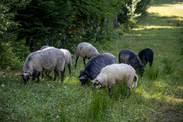 Ukrayna Karpatları 'nın dağlık çayırında koyun sürüsü