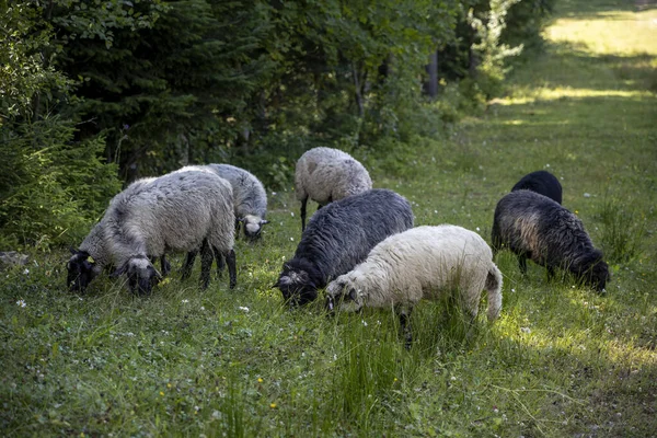 Herd Van Schapen Een Bergweide Van Oekraïense Karpaten — Stockfoto