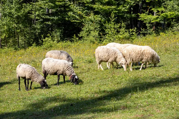 Herd Sheep Mountain Meadow Ukrainian Carpathians — Zdjęcie stockowe