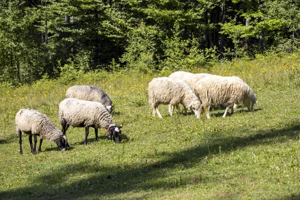 Herd Sheep Mountain Meadow Ukrainian Carpathians — Stock Photo, Image