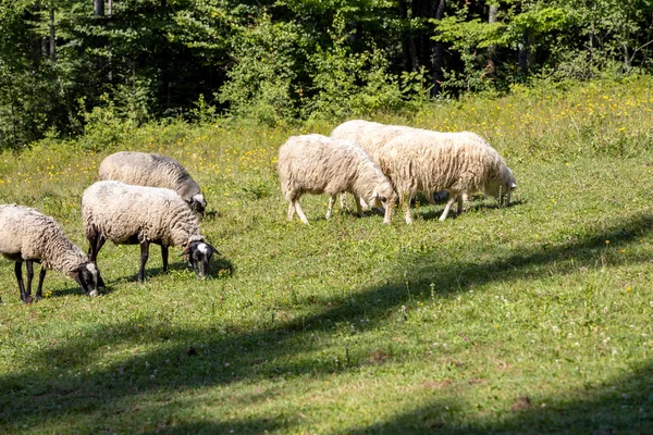 Herd Sheep Mountain Meadow Ukrainian Carpathians —  Fotos de Stock