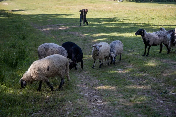 Stado Owiec Górskiej Łące Ukraińskich Karpat — Zdjęcie stockowe