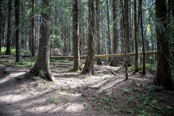 Ukrayna Karpatlarının Dağ Ormanı.