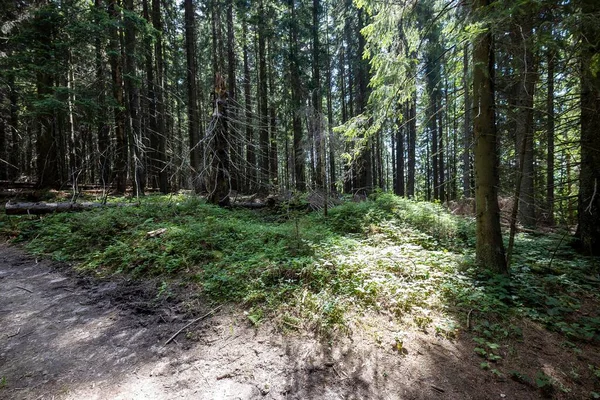 Ukrayna Karpatlarının Dağ Ormanı.