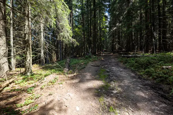 Ukrayna Karpatlarının Dağ Ormanı.