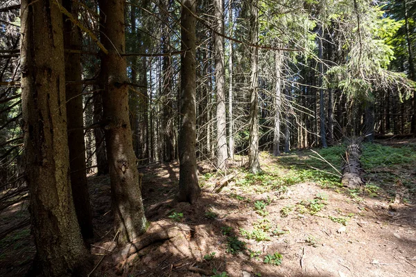 Ukrayna Karpatlarının Dağ Ormanı.
