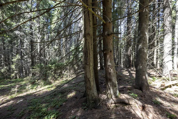 Ukrayna Karpatlarının Dağ Ormanı.