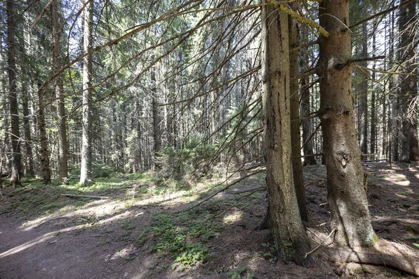 Ukrayna Karpatlarının Dağ Ormanı.