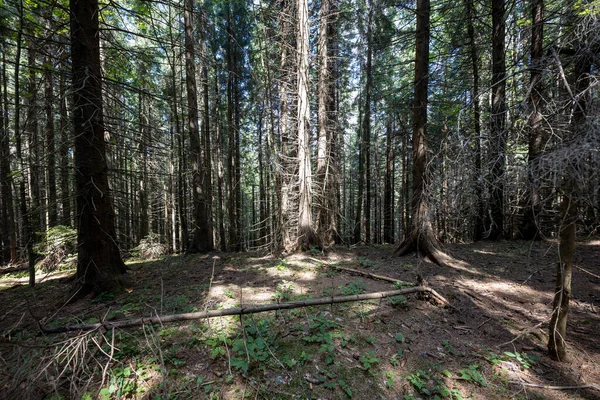Ukrayna Karpatlarının Dağ Ormanı.