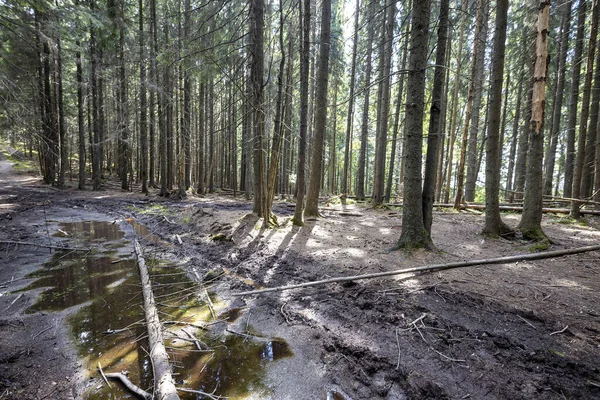 Ukrayna Karpatlarının Dağ Ormanı.