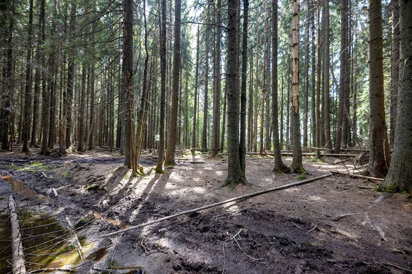 Ukrayna Karpatlarının Dağ Ormanı.