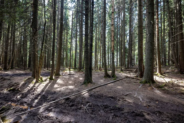 Ukrayna Karpatlarının Dağ Ormanı.