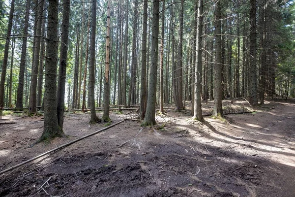 Ukrayna Karpatlarının Dağ Ormanı.
