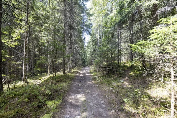 Ukrayna Karpatlarının Dağ Ormanı.