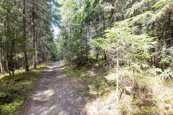 Ukrayna Karpatlarının Dağ Ormanı.