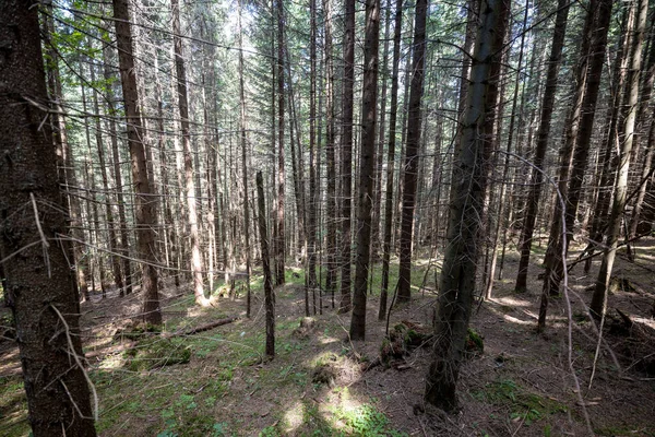 Bosque Montaña Los Cárpatos Ucranianos — Foto de Stock