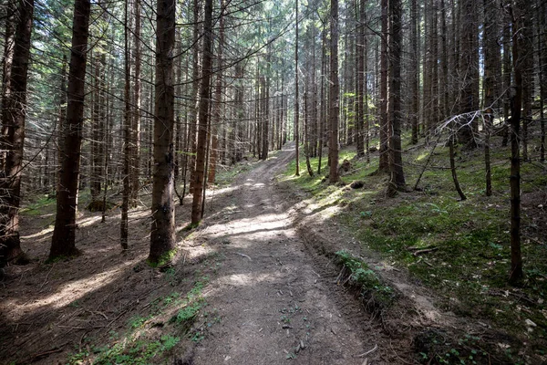 Bosque Montaña Los Cárpatos Ucranianos — Foto de Stock