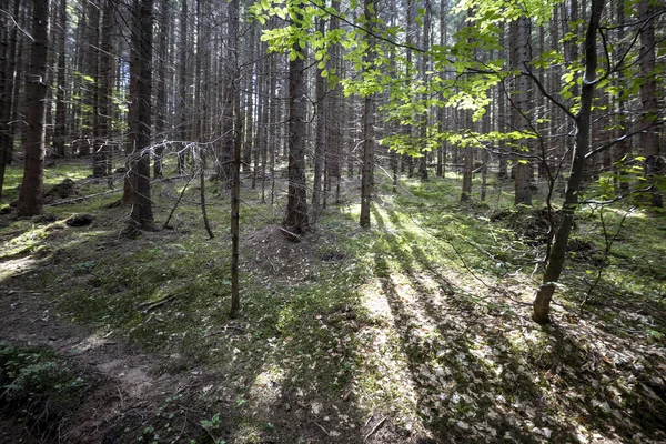 Mountain Forest Ukrainian Carpathians — Foto de Stock