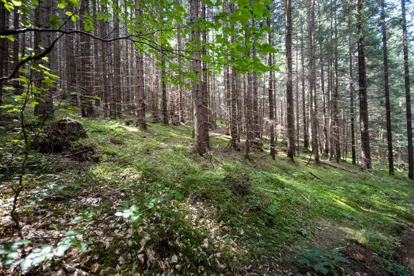 Foresta Montana Nei Carpazi Ucraini — Foto Stock