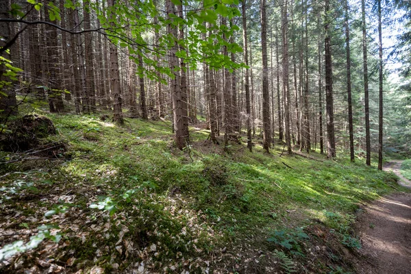 Ukrayna Karpatlarının Dağ Ormanı.