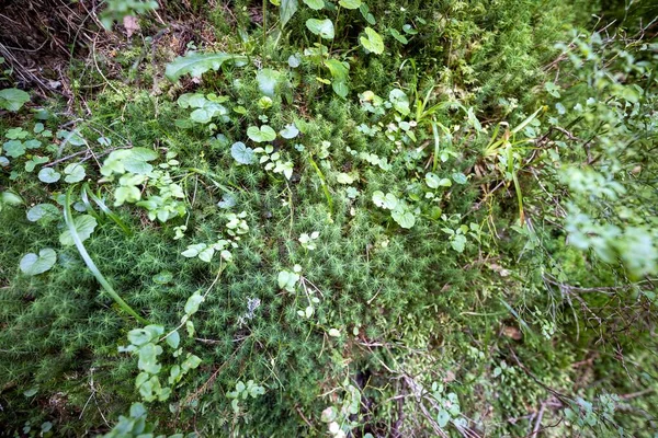 Green Forest Summer Close Macro View — стоковое фото