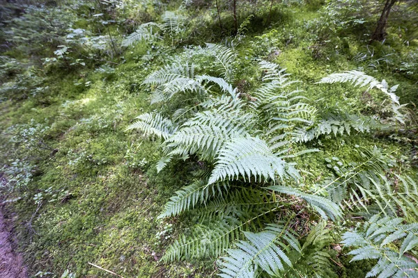 Ormanda yeşil eğrelti otu yaprağı. Makro görünümü kapat.