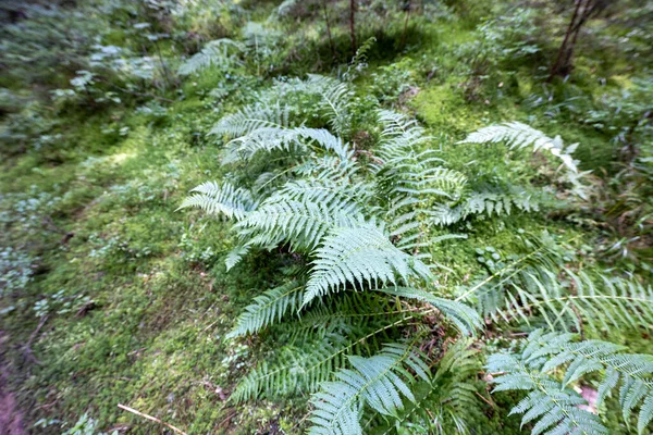 Green Fern Leaf Forest Close Macro View — ストック写真