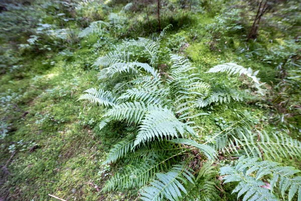 Green Fern Leaf Forest Close Macro View — Stock Fotó