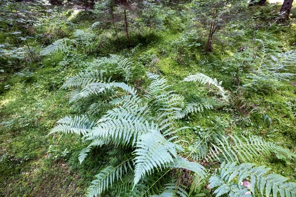 Ormanda yeşil eğrelti otu yaprağı. Makro görünümü kapat.