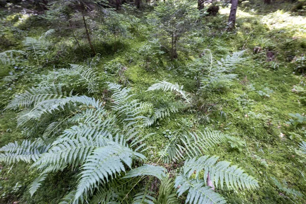 Ormanda yeşil eğrelti otu yaprağı. Makro görünümü kapat.