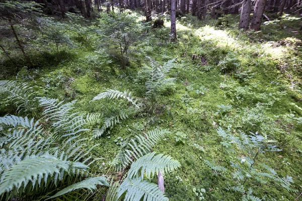 Ormanda yeşil eğrelti otu yaprağı. Makro görünümü kapat.