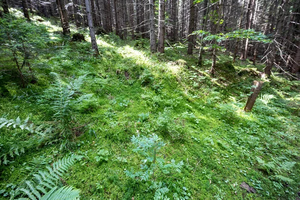 Yazın yeşil orman. Makro görünümü kapat.