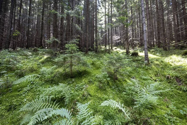 Bergwoud Oekraïense Karpaten — Stockfoto