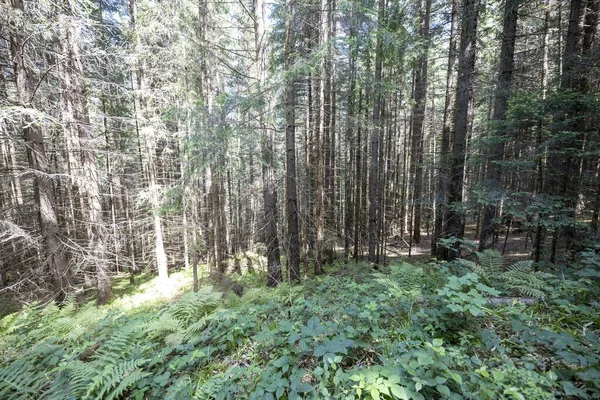 Ukrayna Karpatlarının Dağ Ormanı.