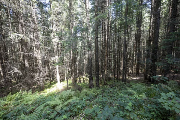 Ukrayna Karpatlarının Dağ Ormanı.