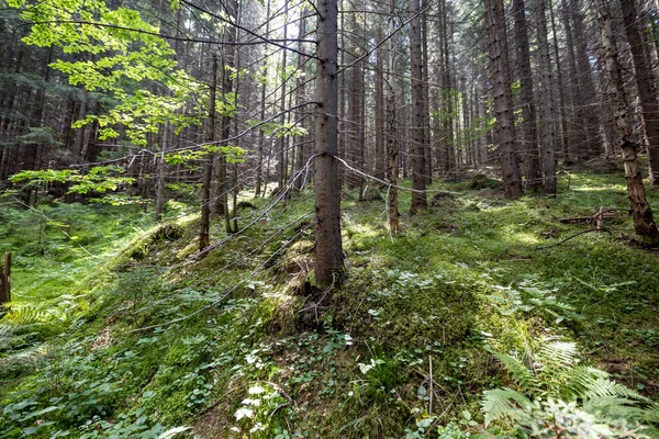 Ukrayna Karpatlarının Dağ Ormanı.
